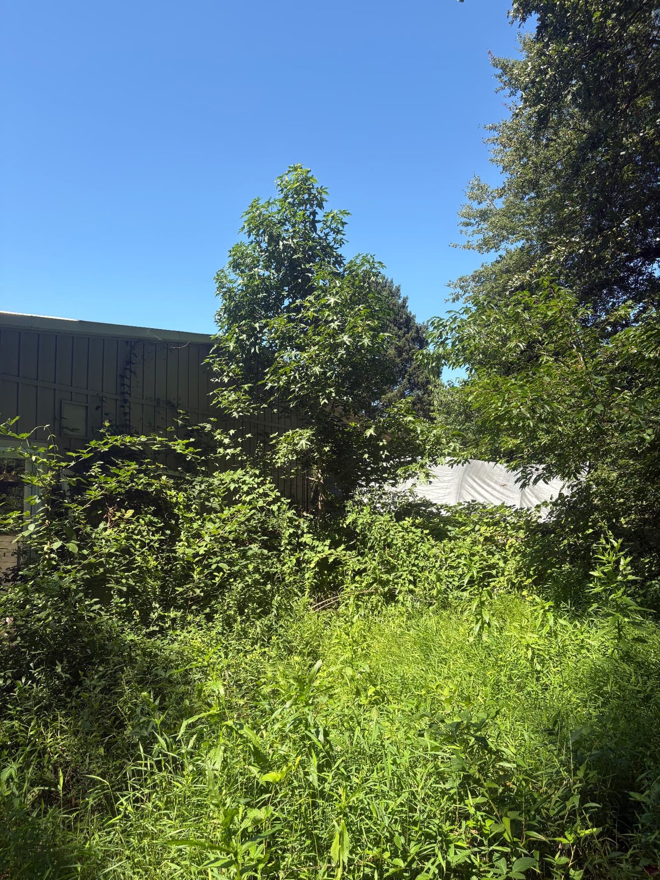 Overgrown rear lot at a vacant property with tall grass and heavy brush against the building
